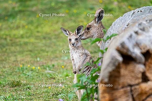 Eastern Gray Kangaroo (Macropus giganteus) mother with her youngster cuddeling on a meadow, captive, Germany [IBR123895557]