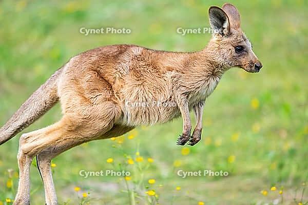 Eastern Gray Kangaroo (Macropus giganteus) youngster jumping on a meadow, captive, Germany [IBR123895558]
