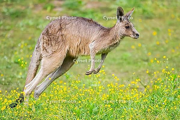 Eastern Gray Kangaroo (Macropus giganteus) running on a meadow, captive, Germany [IBR123895560]