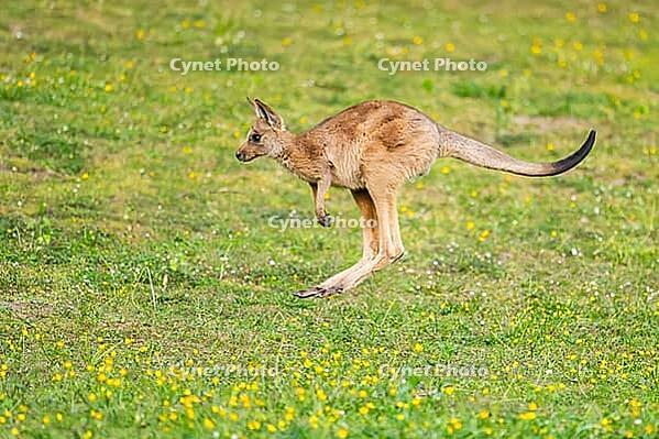 Eastern Gray Kangaroo (Macropus giganteus) youngster jumping on a meadow, captive, Germany [IBR123895561]