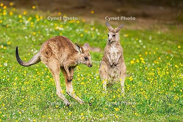 Eastern Gray Kangaroo (Macropus giganteus) youngster jumping on a meadow, captive, Germany [IBR123895562]