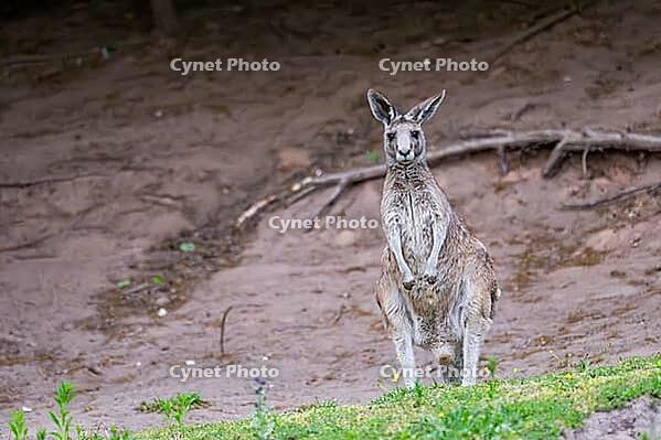 Eastern Gray Kangaroo (Macropus giganteus) standing on a meadow, captive, Germany [IBR123895564]
