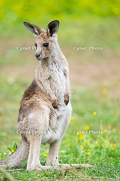 Eastern Gray Kangaroo (Macropus giganteus) youngster sitting on a meadow, captive, Germany [IBR123895565]