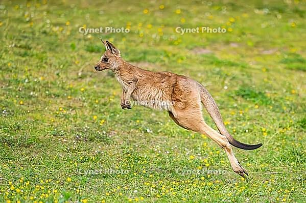 Eastern Gray Kangaroo (Macropus giganteus) youngster jumping on a meadow, captive, Germany [IBR123895566]