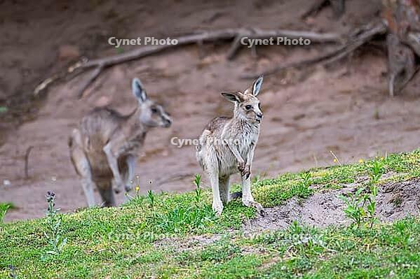 Eastern Gray Kangaroo (Macropus giganteus) youngster sitting on a meadow, captive, Germany [IBR123895567]