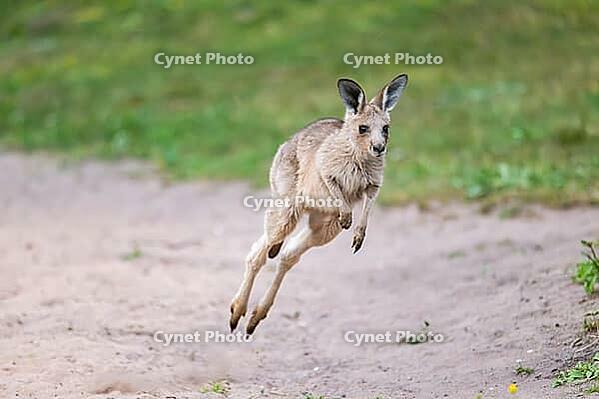 Eastern Gray Kangaroo (Macropus giganteus) youngster jumping on a meadow, captive, Germany [IBR123895568]