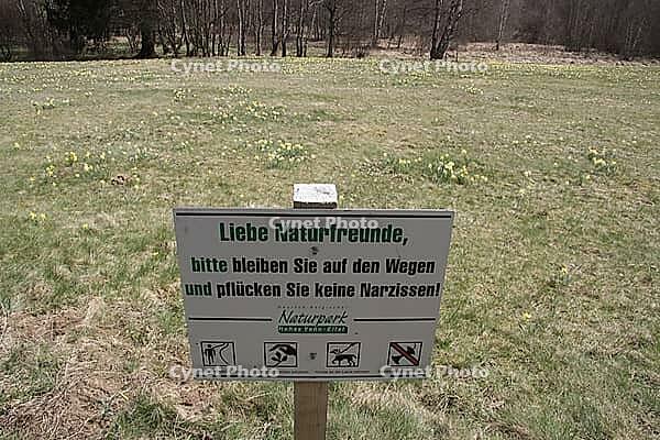 Millions of wild daffodils, Narcissus pseudonarcissus, bloom in the Eifel in April, they are strictly protected, the Fuhrts and Perlenbachtal nature reserve runs on the border with Belgium, signs indicate, North Rhine-Westphalia, Eifel, Monschau Höfen, Be [IBR123895572]