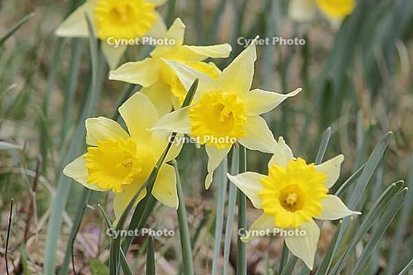 Millions of wild daffodils, Narcissus pseudonarcissus, bloom in the Eifel in April, they are strictly protected, the Fuhrts and Perlenbachtal nature reserve runs on the border with Belgium, signs indicate, North Rhine-Westphalia, Eifel, Monschau Höfen, Be [IBR123895573]