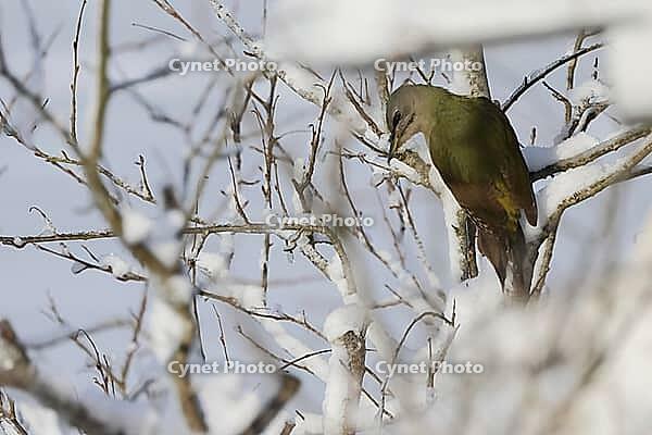 Grey woodpecker, Picus canus, foraging, Burstream North Rhine-Westphalia [IBR123895574]