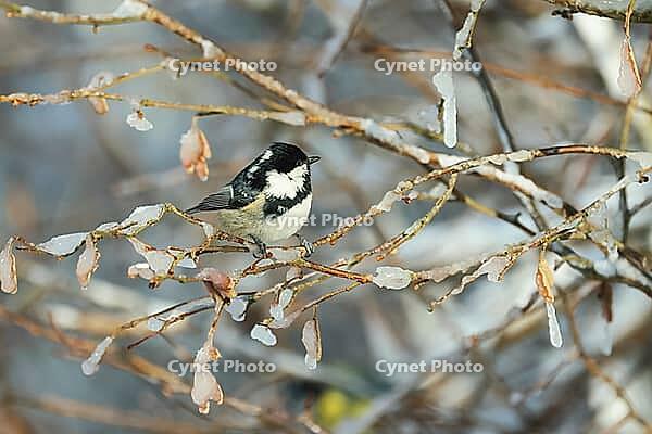 Charcoal tit, Periparus water, on an icy branch, Burstream, North Rhine-Westphalia [IBR123895575]