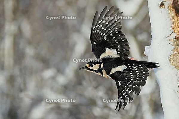 Great spotted woodpecker, Dentrokops major, in flight, Burstream North Rhine-Westphalia [IBR123895576]