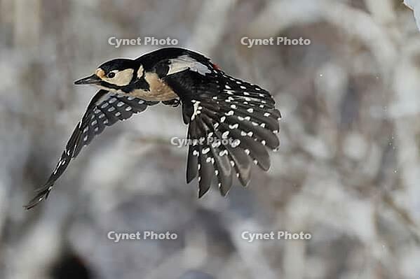 Great spotted woodpecker, Dentrokops major, in flight, Burstream North Rhine-Westphalia [IBR123895577]