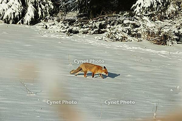 Red fox, Vulpes vulpes, during the mating season, foxes also travel more often during the day, Burstream North Rhine-Westphalia [IBR123895578]