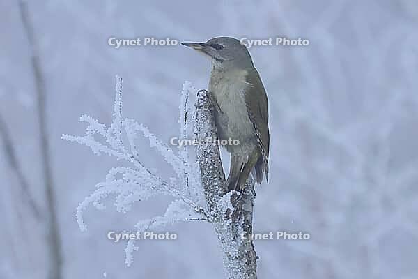 Grey woodpecker, Picus canus, foraging, Burstream North Rhine-Westphalia [IBR123895580]