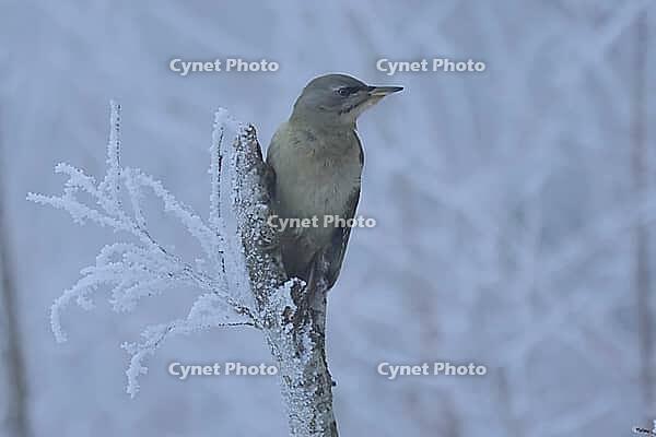 Grey woodpecker, Picus canus, foraging, Burstream North Rhine-Westphalia [IBR123895582]