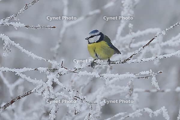 Blue tit, cyanist cearuleus, sitting on a tree, Burstream, North Rhine-Westphalia [IBR123895583]