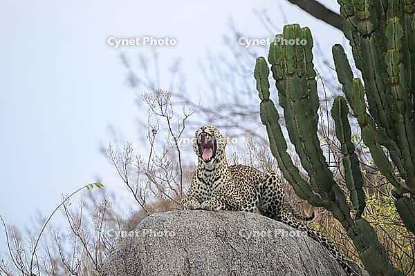 Leopard yawning on a rock beside a tall cactus, Panthera pardus, Tanzania [IBR123895605]
