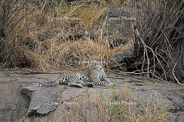 Leopard resting on rocks surrounded by dry grass and wilderness, Panthera pardus, Tanzania [IBR123895606]