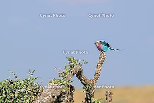 A vibrant lilac bird resting on a branch with a bright blue backdrop, Coracias caudatus, Tanzania [IBR123895608]