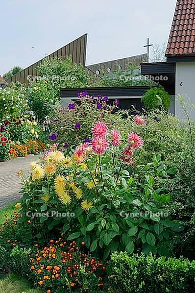 Dahlias in late summer, September. Dahlia, dahlia, garden flower, Schwäbisch Hall, Hohenlohe, Germany [IBR112941794]