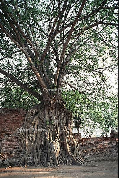 Buddha's head grown into the poplar fig (Ficus religiosa) . According to Buddhist tradition, Siddhartha Gautama experienced awakening while sitting under a poplar fig. Buddha, Buddhism, Religion, Ayutthaya, Thailand, Southeast Asia [IBR112941801]