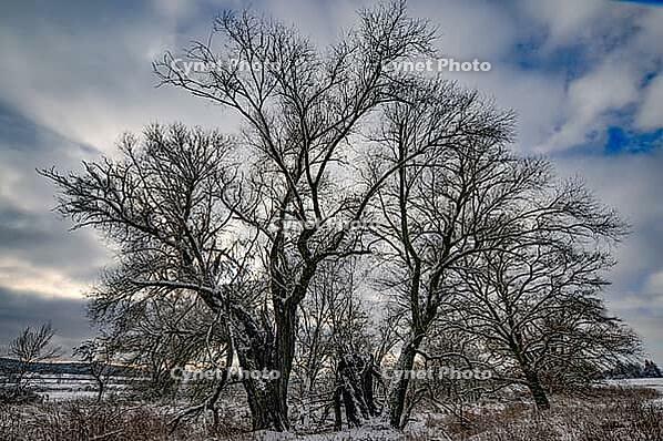 Wintery floodplain landscape along the Schmutter in the Augsburg Western Wälder nature park Park, Bavaria, Germany [IBR112941836]