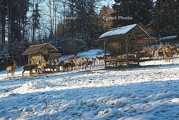 Wild feeding of red deer in the Allgäu region, Bavaria, Germany [IBR112941839]