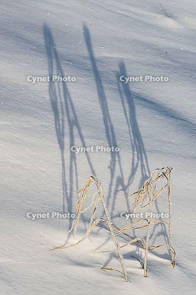 Shadow-casting grasses in snow, Emsland, Lower Saxony, Germany [IBR123895616]