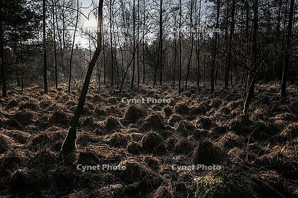 Light rays in the forest, Emsland, Lower Saxony, Germany [IBR123895617]