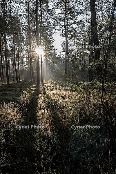 Light rays in the forest, Emsland, Lower Saxony, Germany [IBR123895618]