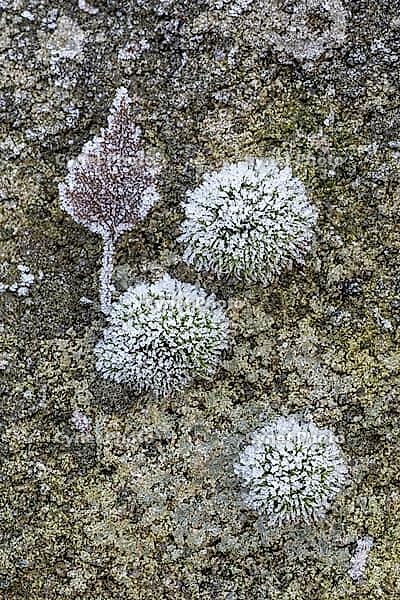 Moss and birch leaf in hoarfrost, Emsland, Lower Saxony, Germany [IBR123895619]