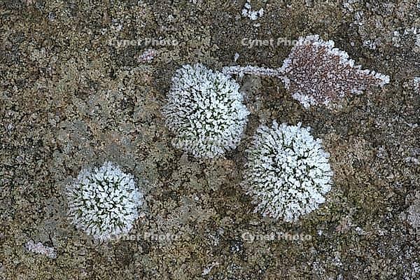 Moss and birch leaf in hoarfrost, Emsland, Lower Saxony, Germany [IBR123895620]