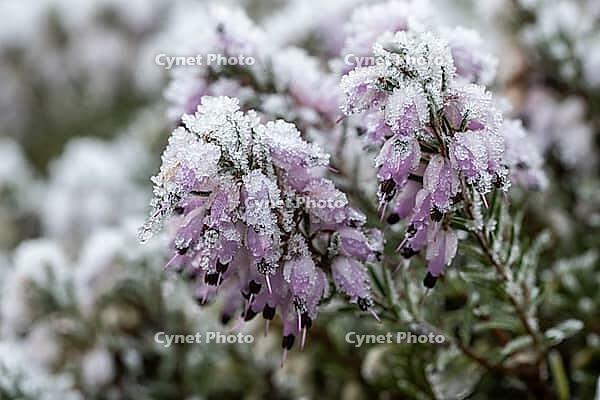 Snow heather (Erica carnea) in hoarfrost, Emsland, Lower Saxony, Germany [IBR123895622]
