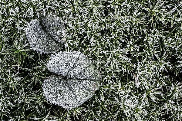Cyclamen leaf (Cyclamen coum) on moss in hoarfrost, Emsland, Lower Saxony, Germany [IBR123895623]