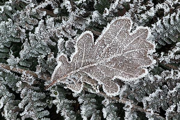 Oak leaf (Quercus robur) on fern frond (Polystichum) in hoarfrost, Emsland, Lower Saxony, Germany [IBR123895624]
