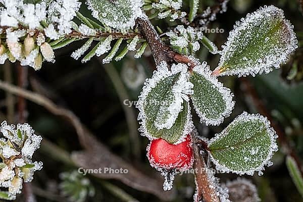Cotoneaster horizontalis in hoarfrost, Emsland, Lower Saxony, Germany [IBR123895625]