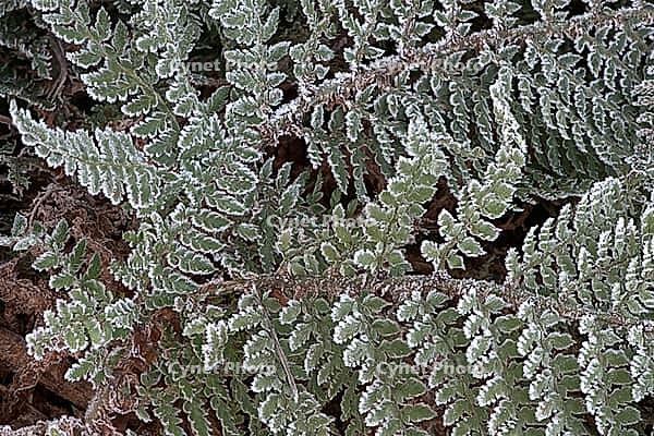 Fern fronds (Polystichum) in hoarfrost, Emsland, Lower Saxony, Germany [IBR123895626]