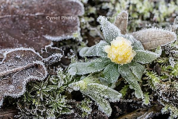 Winter aconite (Eranthis hyemalis) in hoarfrost, Emsland, Lower Saxony, Germany [IBR123895628]