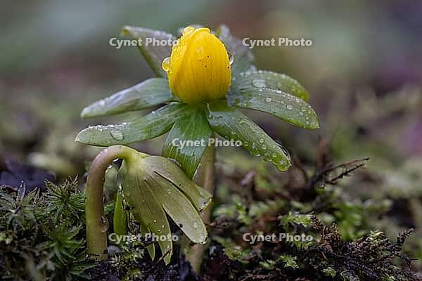 Winter aconite (Eranthis hyemalis), Emsland, Lower Saxony, Germany [IBR123895629]