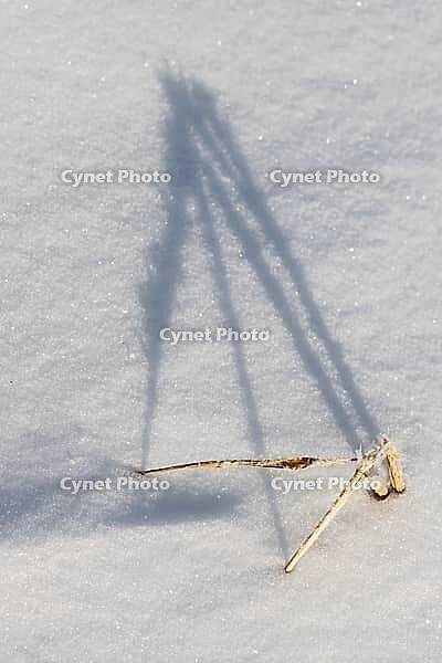 Shadow-casting grasses in snow, Emsland, Lower Saxony, Germany [IBR123895630]