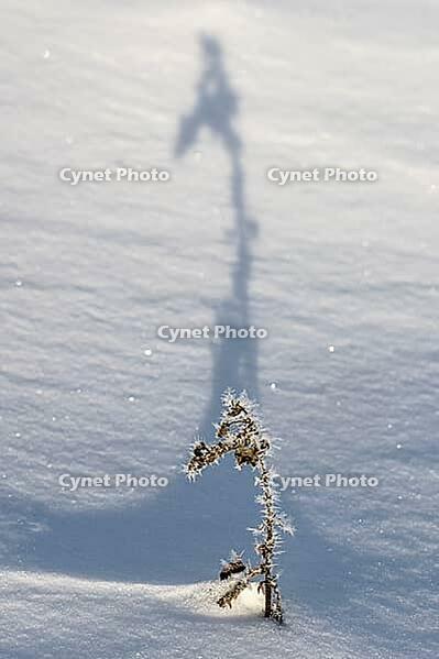 Shadow-casting grasses in snow, Emsland, Lower Saxony, Germany [IBR123895631]