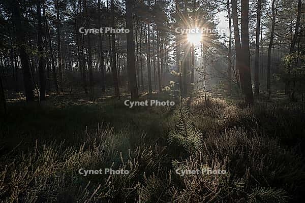Light rays in the forest, Emsland, Lower Saxony, Germany [IBR123895632]