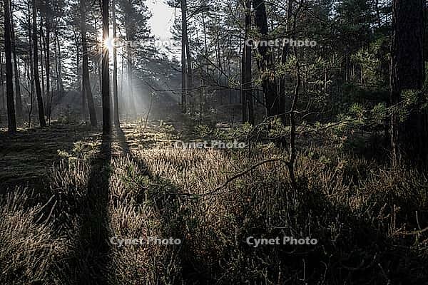 Light rays in the forest, Emsland, Lower Saxony, Germany [IBR123895633]
