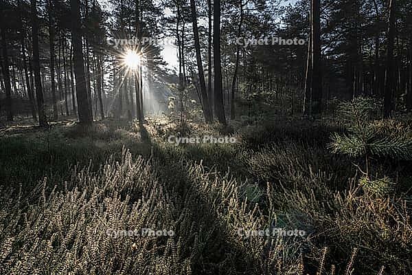 Light rays in the forest, Emsland, Lower Saxony, Germany [IBR123895634]