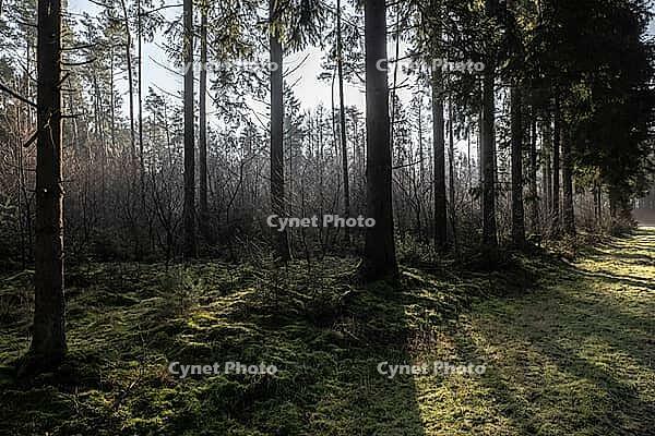 Light rays in the forest, Emsland, Lower Saxony, Germany [IBR123895635]