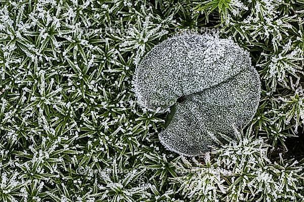 Cyclamen leaf (Cyclamen coum) on moss in hoarfrost, Emsland, Lower Saxony, Germany [IBR123895636]