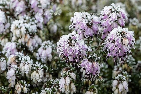 Snow heather (Erica carnea) in hoarfrost, Emsland, Lower Saxony, Germany [IBR123895637]