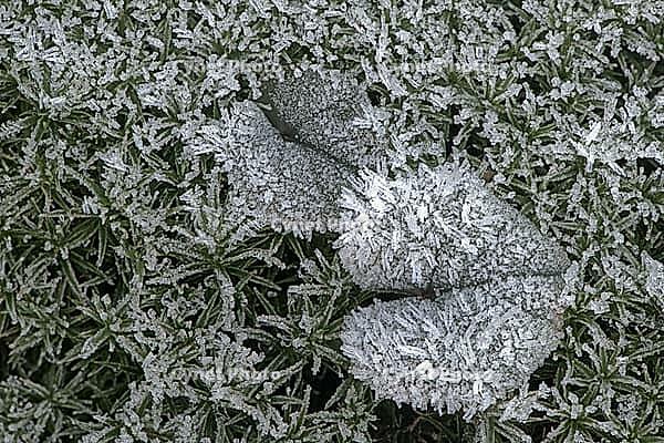 Cyclamen leaf (Cyclamen coum) on moss in hoarfrost, Emsland, Lower Saxony, Germany [IBR123895638]