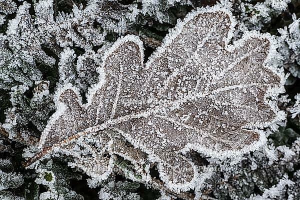 Oak leaf (Quercus robur) on fern frond (Polystichum) in hoarfrost, Emsland, Lower Saxony, Germany [IBR123895639]