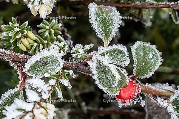 Cotoneaster horizontalis in hoarfrost, Emsland, Lower Saxony, Germany [IBR123895640]